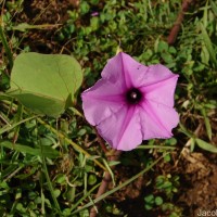 Ipomoea asarifolia (Desr.) Roem. & Schult.